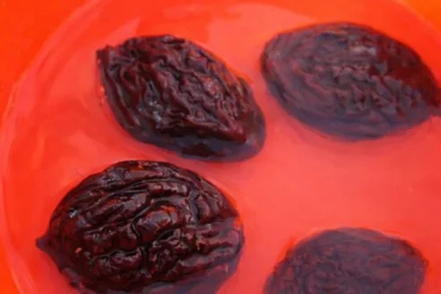 Winorośl właściwa